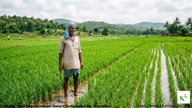 paddy yield improvement